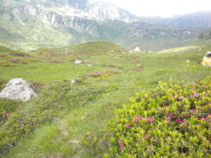 Vente de Miel italien en Belgique - nature et biologique