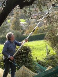 Oleoturismo a Bergamo: produzione Olio d'oliva a Bergamo