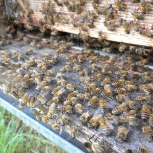 Le nostre api producono miele biologico crudo lavorando sodo e con passione