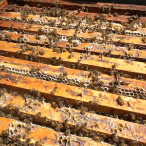 Le nostre api producono miele biologico ricco di gusto e proprietà