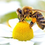salviamo le api aiutandole